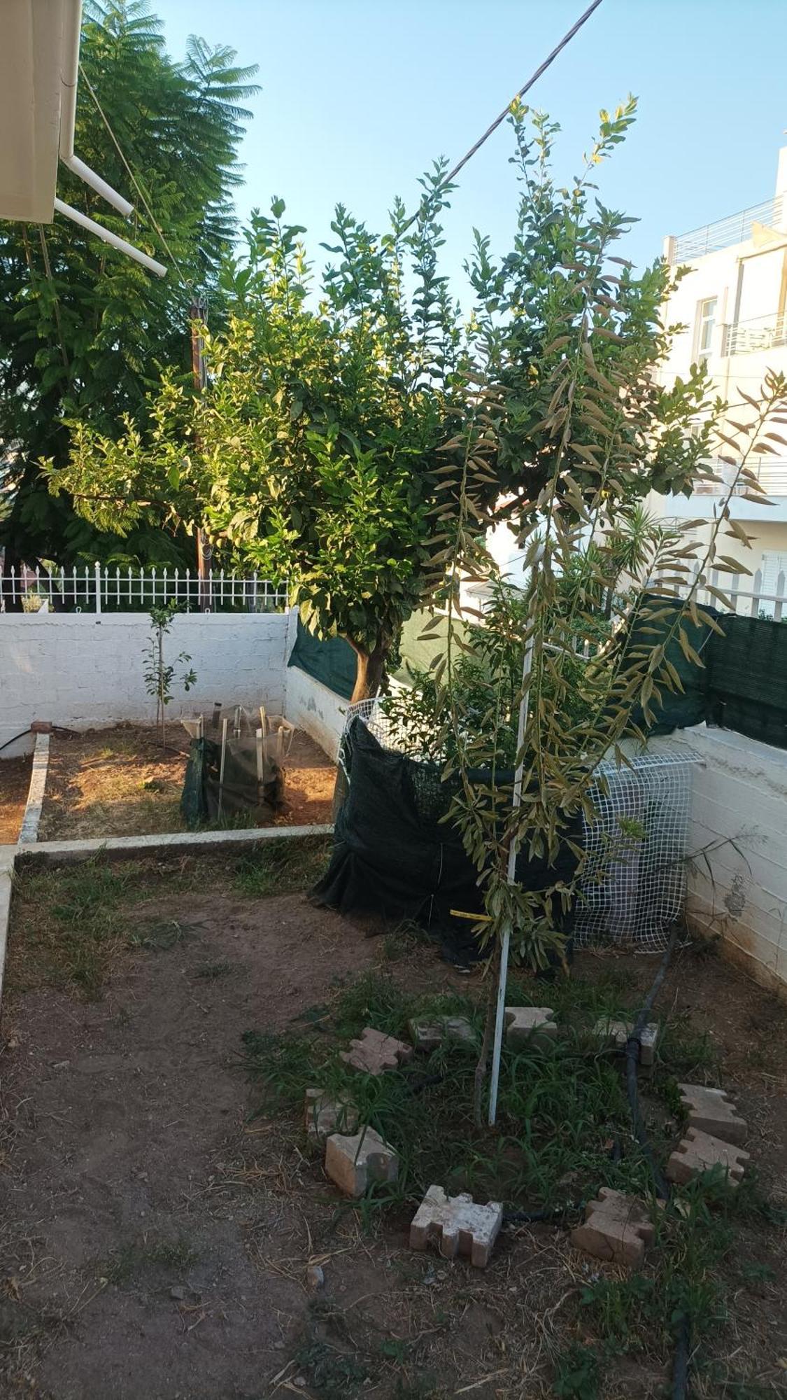 Villa Chalkis Exteriér fotografie